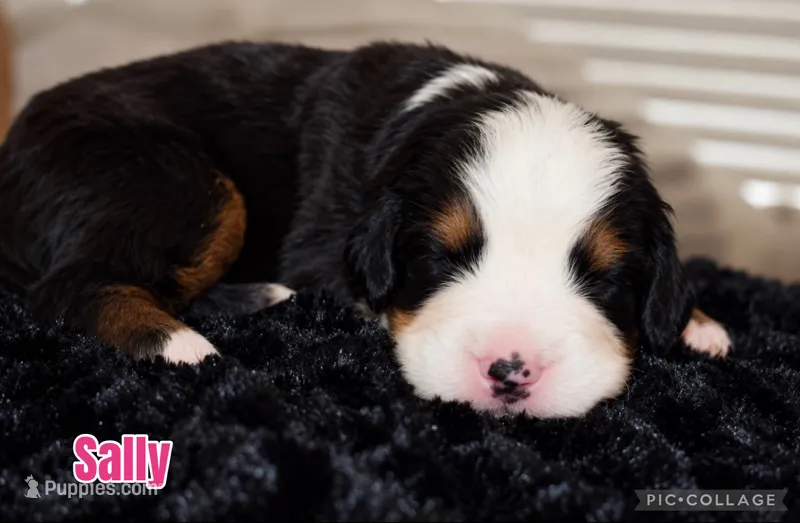 Sally – Bernese Mountain Dog puppy for sale in Monroe, GA