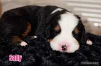 Sally, a female Bernese Mountain Dog for sale in Monroe, GA – 1 of 1