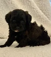 Max, a male Shihpoo for sale in Monroe, GA – 1 of 1