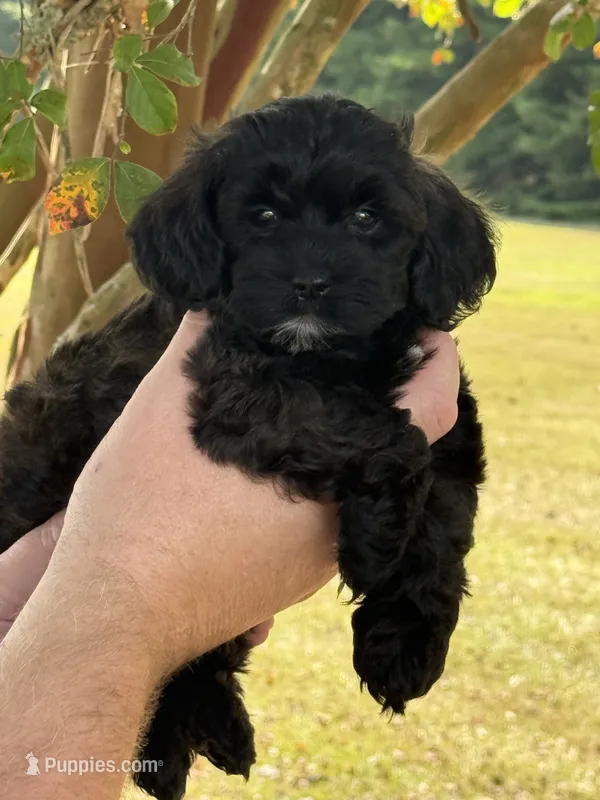 Mary – Shihpoo puppy for sale in Monroe, GA