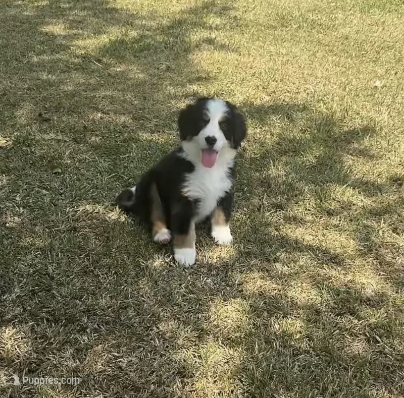  Caroline  – Bernese Mountain Dog puppy for sale in Monroe, GA