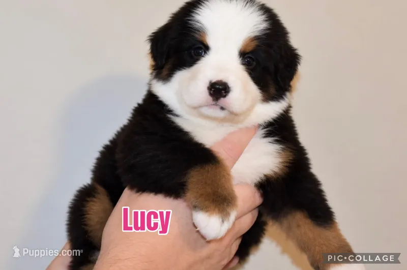 Lucy  – Bernese Mountain Dog puppy for sale in Monroe, GA