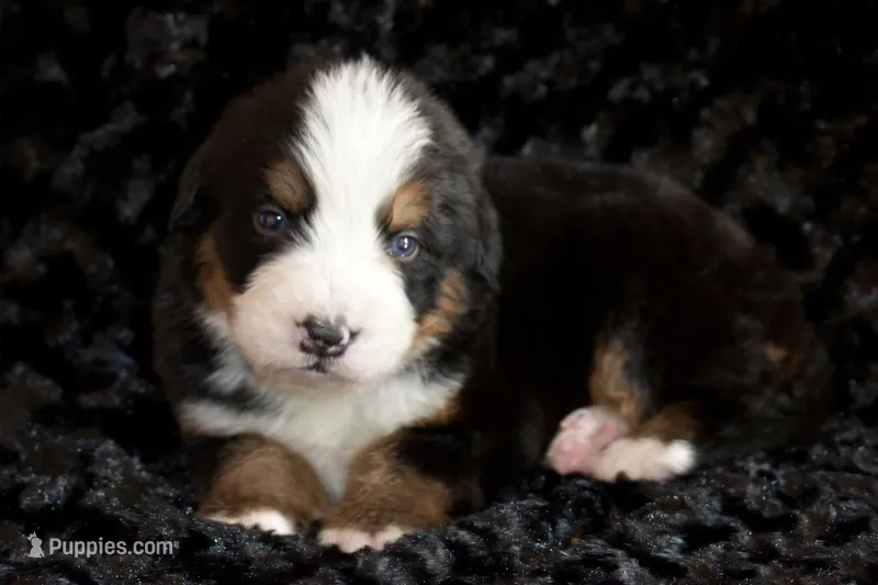 Klaus – Bernese Mountain Dog puppy for sale in Social Circle, GA
