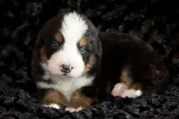 Klaus, a male Bernese Mountain Dog for sale in Monroe, GA – Photo 1 of 3