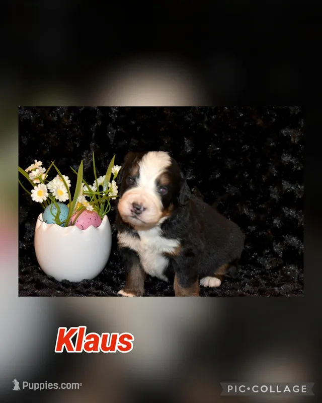 Klaus – Bernese Mountain Dog puppy for sale in Social Circle, GA