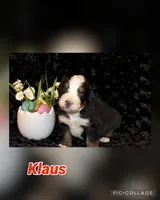 Klaus, a male Bernese Mountain Dog for sale in Monroe, GA – Photo 3 of 3
