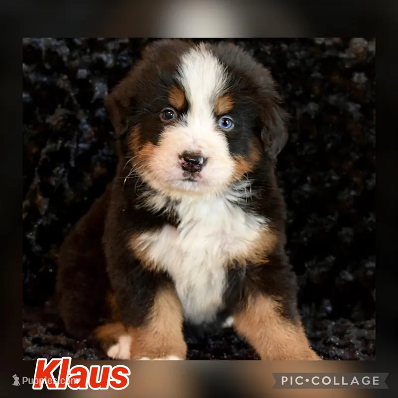 Klaus – Bernese Mountain Dog puppy for sale in Monroe, GA