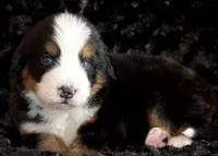 Klaus, a male Bernese Mountain Dog for sale in Monroe, GA – Photo 2 of 3