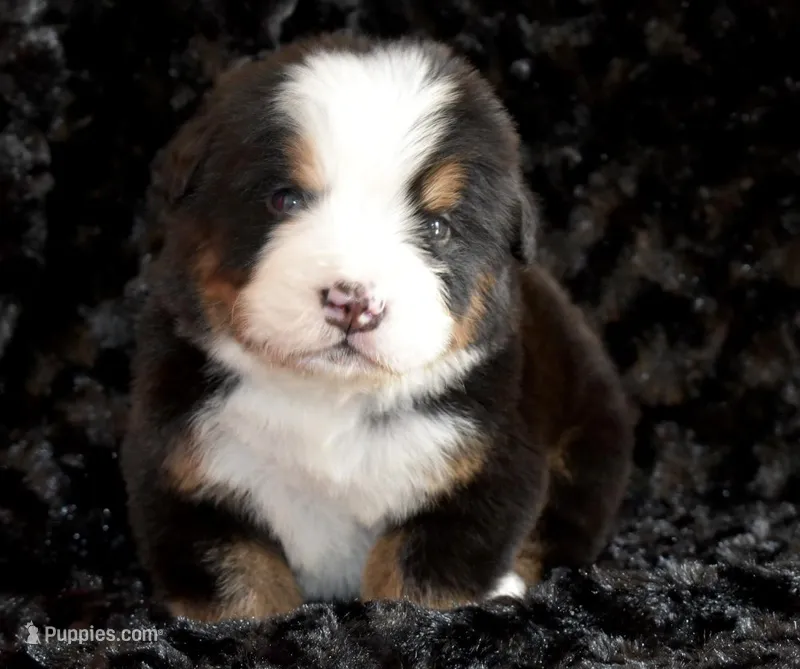 Stefen – Bernese Mountain Dog puppy for sale in Social Circle, GA