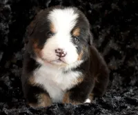 Stefen, a male Bernese Mountain Dog for sale in Monroe, GA – Photo 1 of 2
