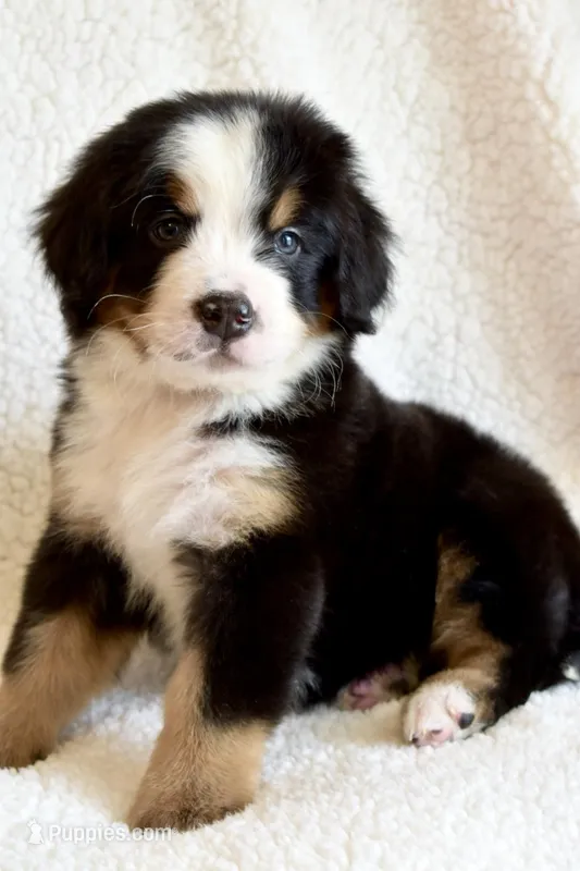 Stefen – Bernese Mountain Dog puppy for sale in Monroe, GA