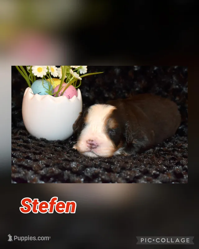 Stefen – Bernese Mountain Dog puppy for sale in Social Circle, GA