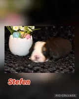 Stefen, a male Bernese Mountain Dog for sale in Monroe, GA – Photo 2 of 2