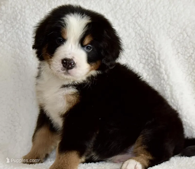 Stefen – Bernese Mountain Dog puppy for sale in Monroe, GA