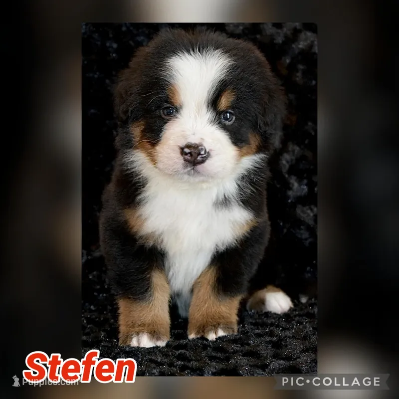 Stefen – Bernese Mountain Dog puppy for sale in Monroe, GA