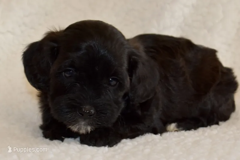 Sarah – Shihpoo puppy for sale in Monroe, GA