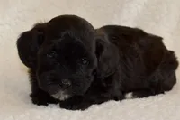 Sarah, a female Shihpoo for sale in Monroe, GA – 1 of 1