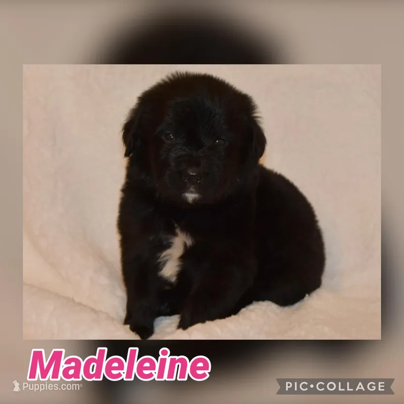 Madeleine  – Golden Mountain Dog puppy for sale in Monroe, GA