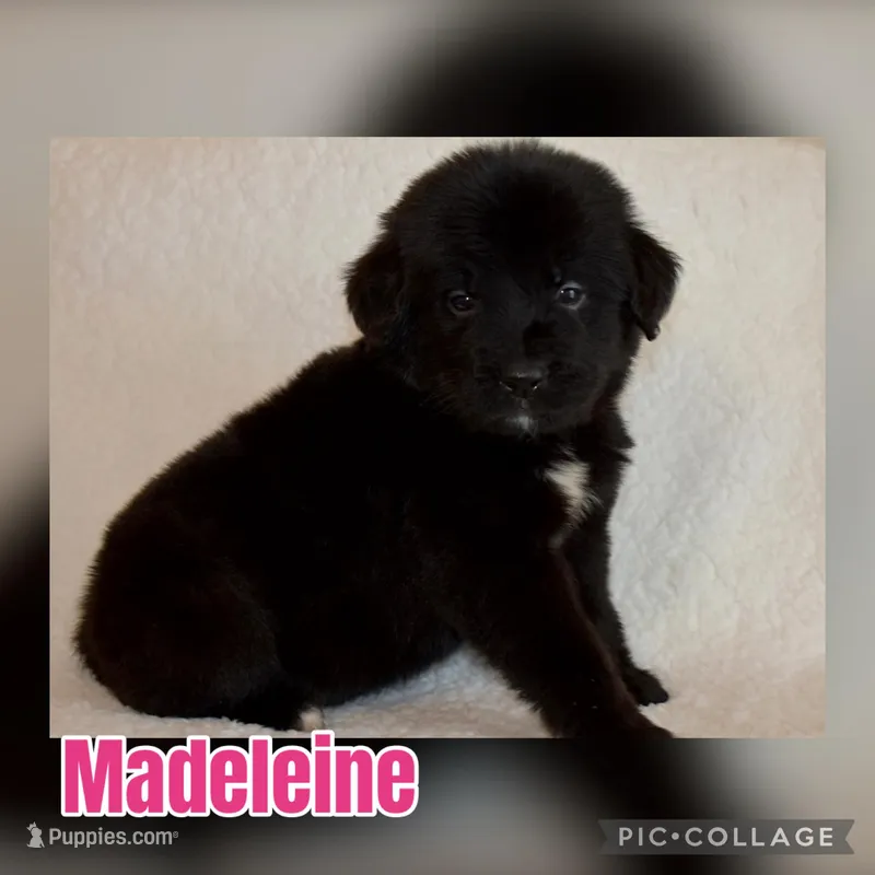 Madeleine  – Golden Mountain Dog puppy for sale in Monroe, GA