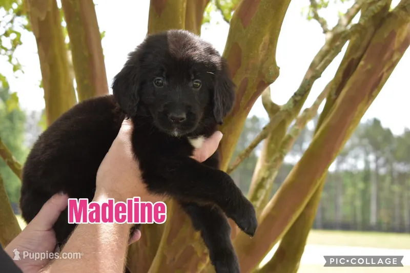 Madeleine  – Golden Mountain Dog puppy for sale in Monroe, GA