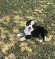  Caroline , a female Bernese Mountain Dog for sale in Monroe, GA – 2 of 2
