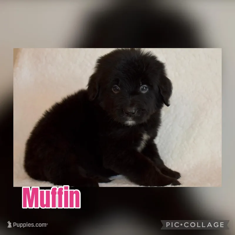 Muffin – Golden Mountain Dog puppy for sale in Monroe, GA