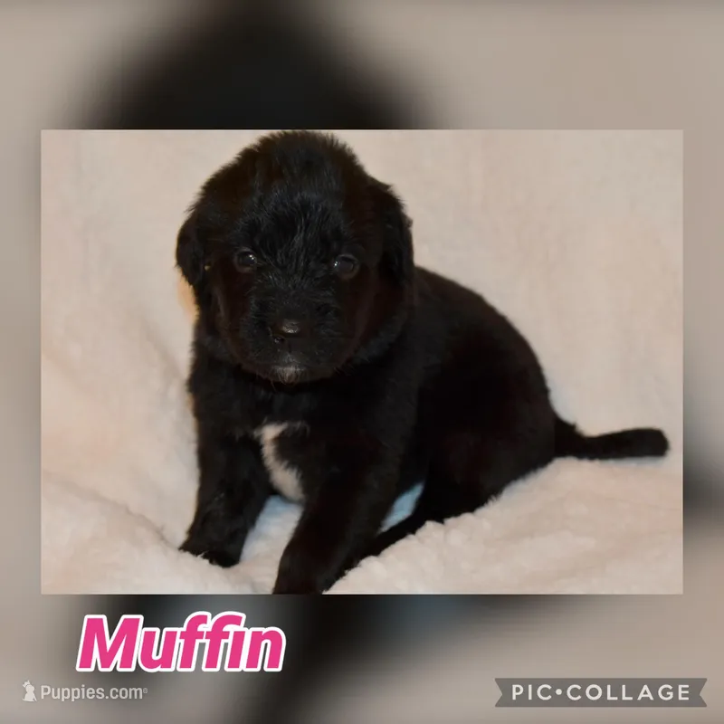 Muffin – Golden Mountain Dog puppy for sale in Monroe, GA