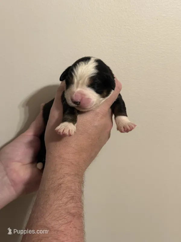 Mandy Moore  – Bernese Mountain Dog puppy for sale in Social Circle, GA