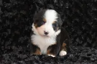 Caroline , a female Bernese Mountain Dog for sale in Monroe, GA – Photo 2 of 2