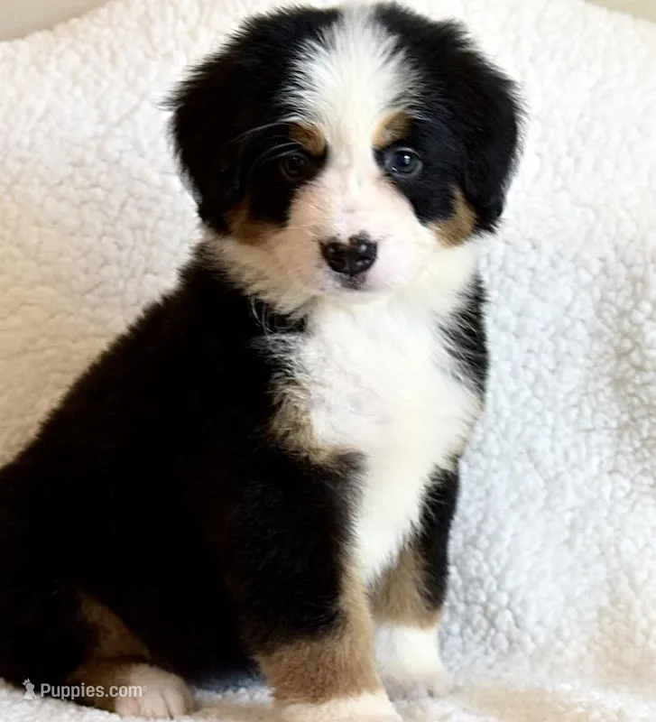 Caroline  – Bernese Mountain Dog puppy for sale in Monroe, GA