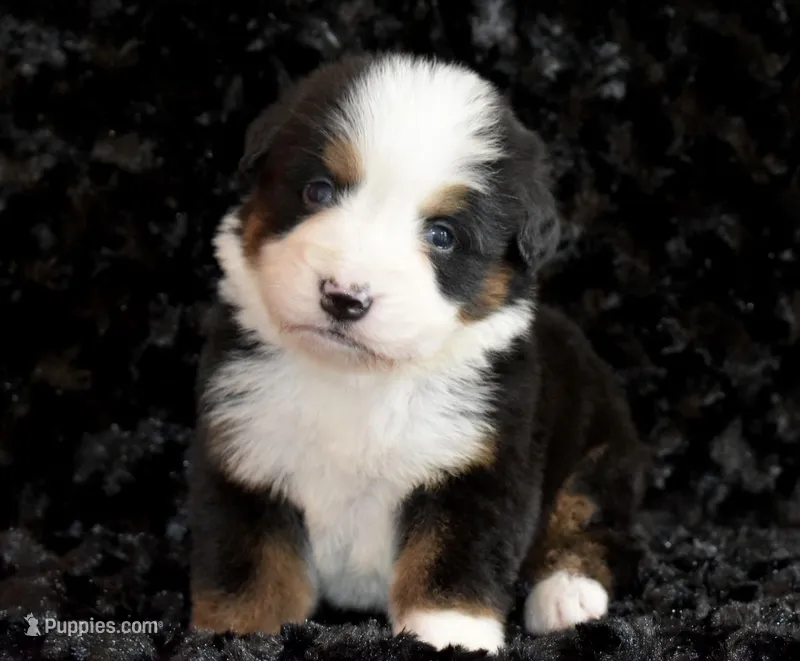 Caroline  – Bernese Mountain Dog puppy for sale in Social Circle, GA