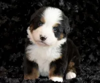 Caroline , a female Bernese Mountain Dog for sale in Monroe, GA – Photo 1 of 2