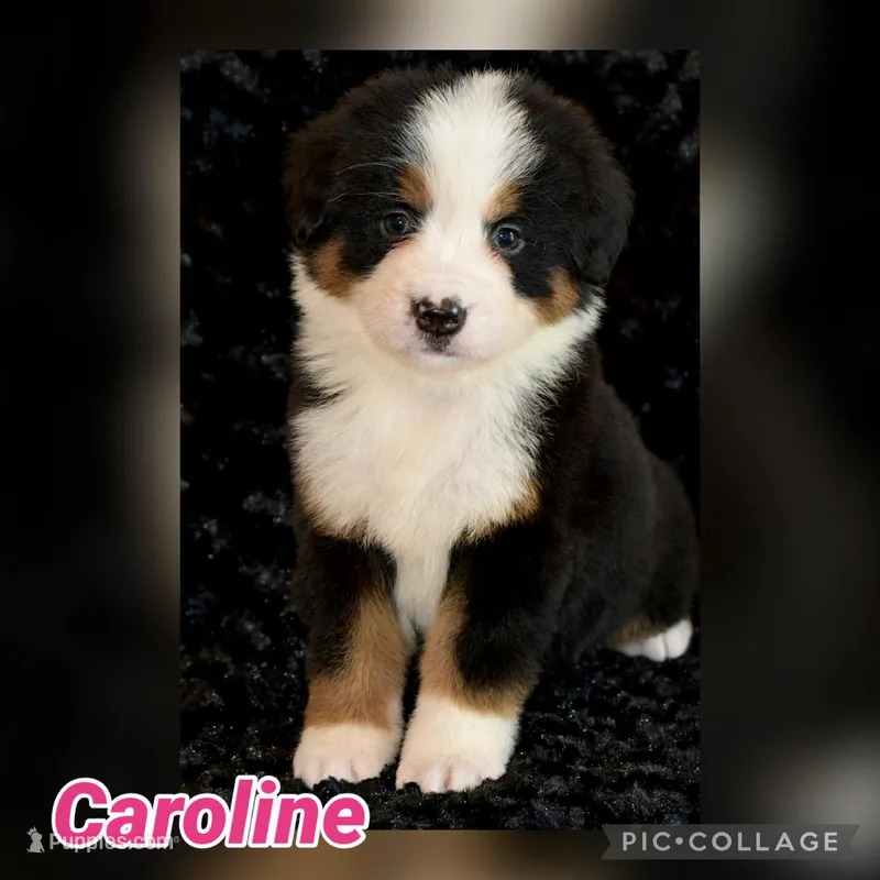 Caroline  – Bernese Mountain Dog puppy for sale in Monroe, GA