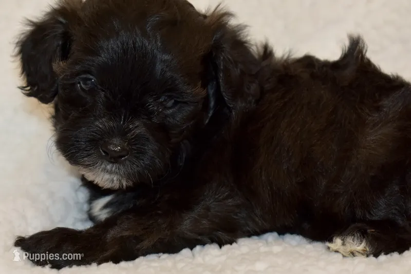 Winnie – Shihpoo puppy for sale in Monroe, GA