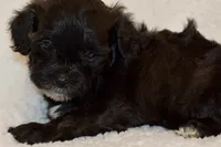 Winnie, a female Shihpoo for sale in Monroe, GA – 1 of 1
