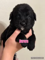 Aurora , a female Golden Mountain Dog for sale in Monroe, GA – 1 of 1