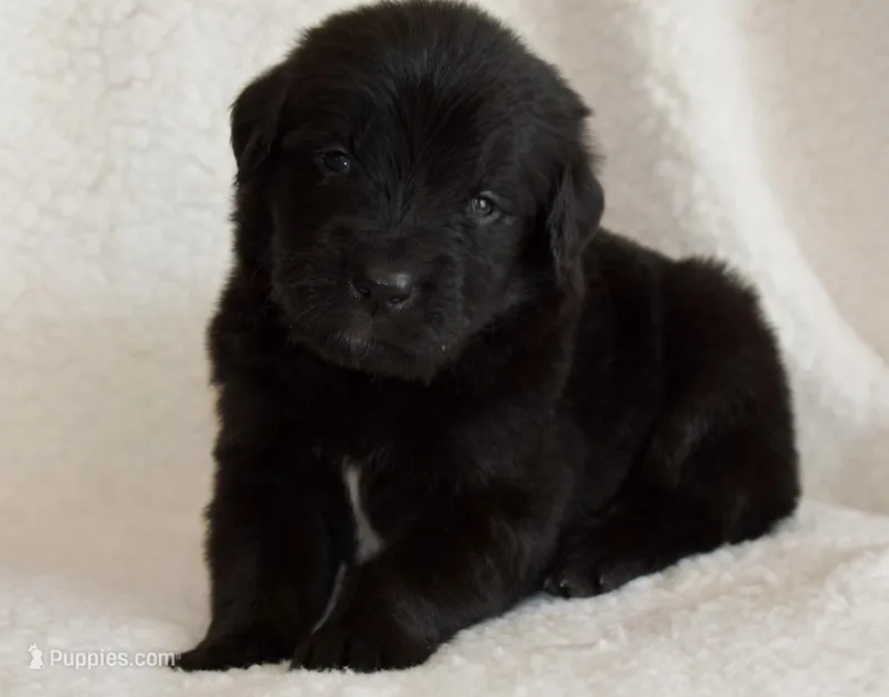 Mochi  – Golden Mountain Dog puppy for sale in Monroe, GA