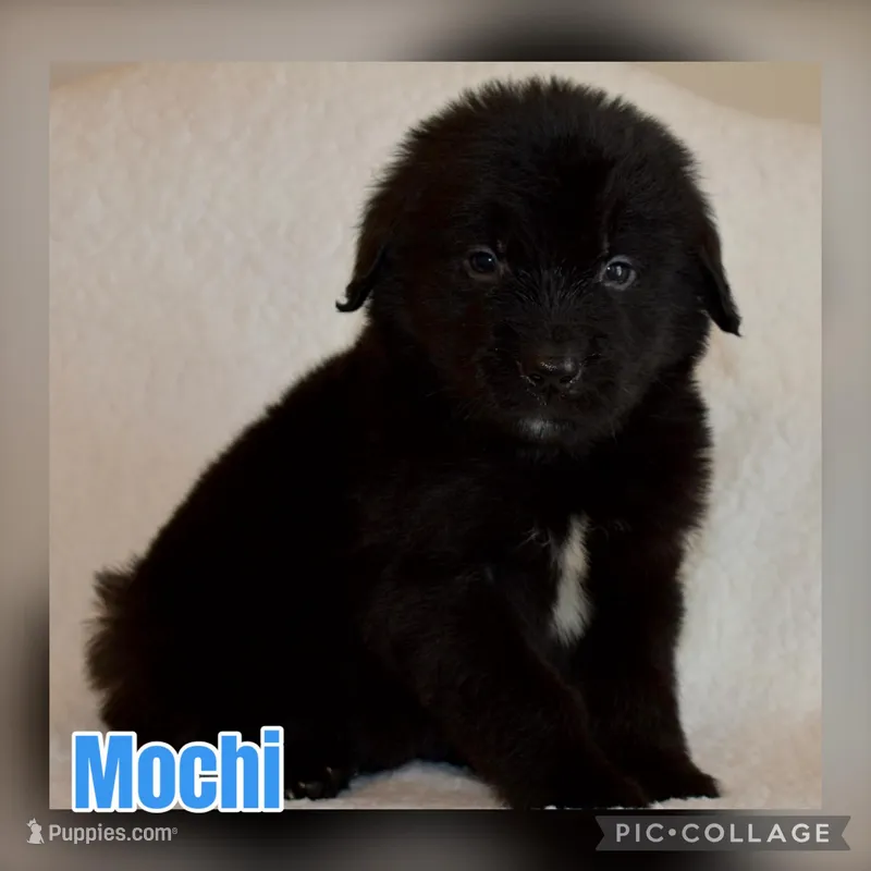 Mochi  – Golden Mountain Dog puppy for sale in Monroe, GA