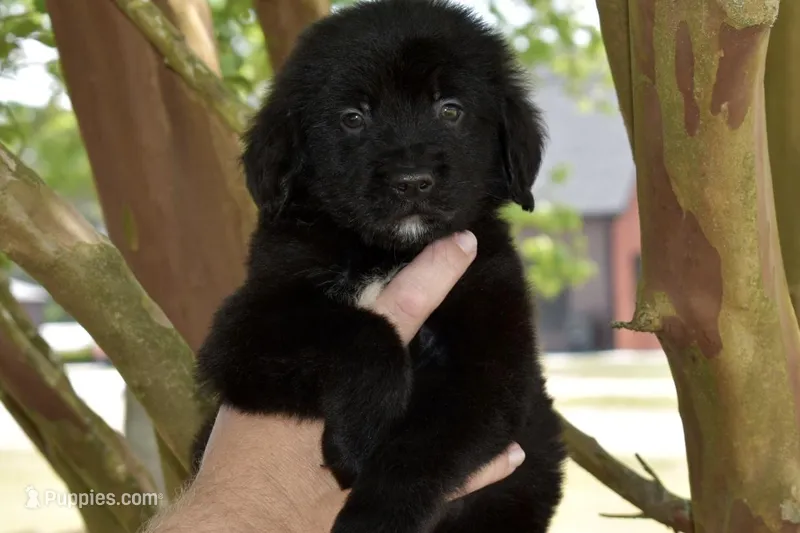 Mochi  – Golden Mountain Dog puppy for sale in Monroe, GA