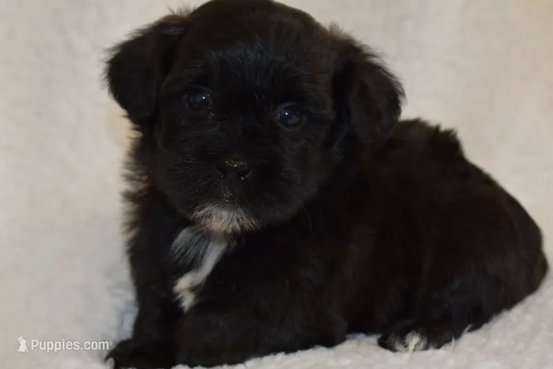 Binx – Shihpoo puppy for sale in Monroe, GA