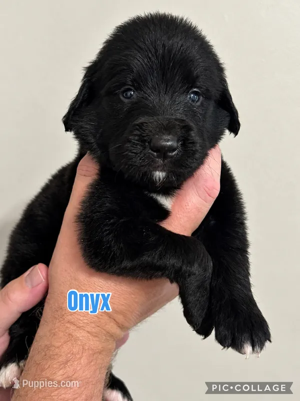 Onyx – Golden Mountain Dog puppy for sale in Monroe, GA