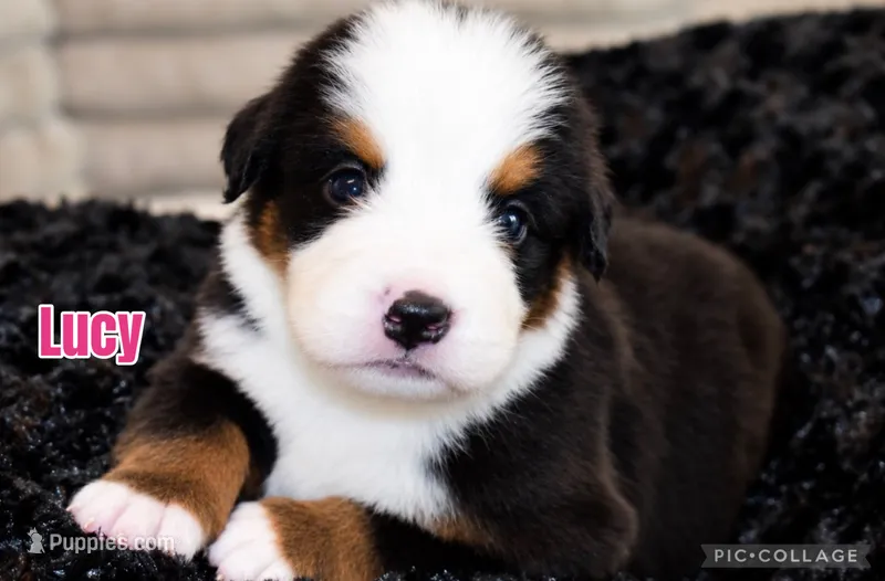 Lucy  – Bernese Mountain Dog puppy for sale in Monroe, GA