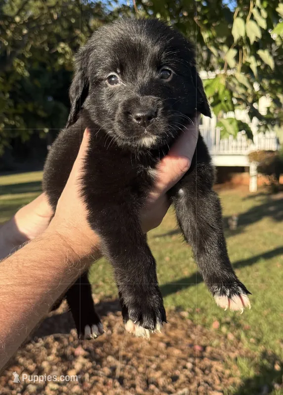 Cash – Golden Mountain Dog puppy for sale in Monroe, GA