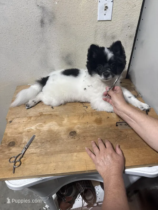 Prince – Pomeranian puppy for sale in Oxnard, CA