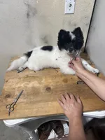 Prince, a  Pomeranian for sale in Oxnard, CA – Photo 1 of 5