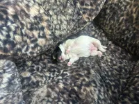 Prince, a  Pomeranian for sale in Oxnard, CA – Photo 4 of 5