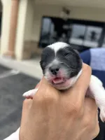 Prince, a  Pomeranian for sale in Oxnard, CA – Photo 3 of 5