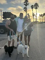 Prince, a  Pomeranian for sale in Oxnard, CA – Photo 5 of 5