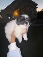 Prince, a  Pomeranian for sale in Oxnard, CA – Photo 2 of 5