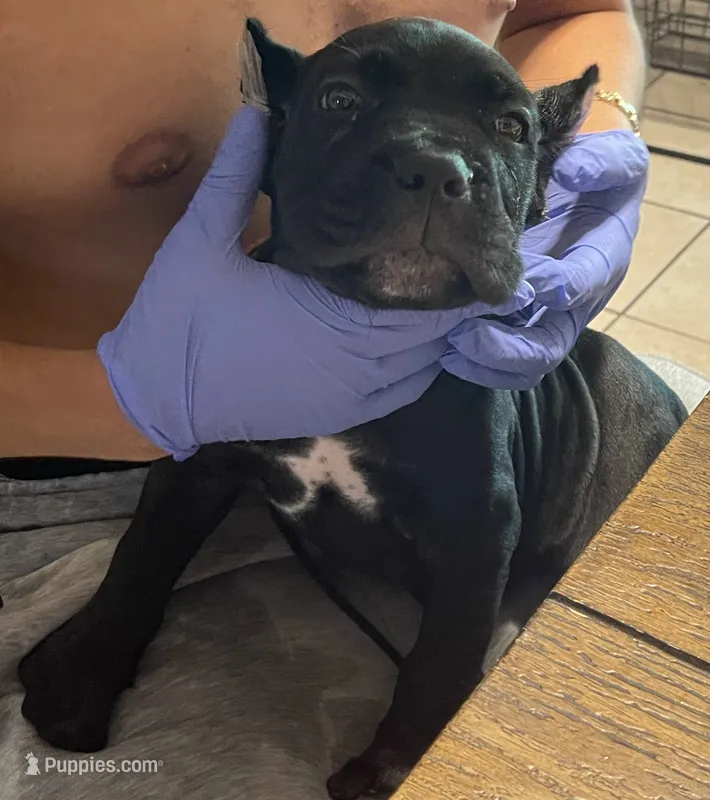 Puppy 1 – Cane Corso puppy for sale in Dallas, TX